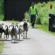 DRAMATIK PÅ SOLSHEDEN UNDER FREDAGEN!